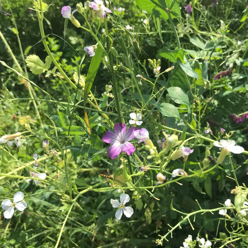 couvert propice à la biodiversité